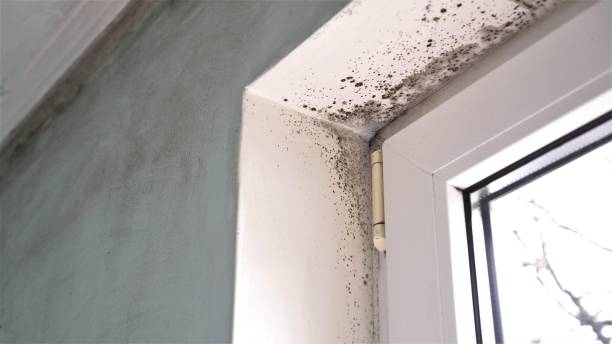 Best Residential Mold Inspection & Testing  in Gregory, TX