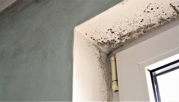 Best Dehumidification Services  in Gregory, TX