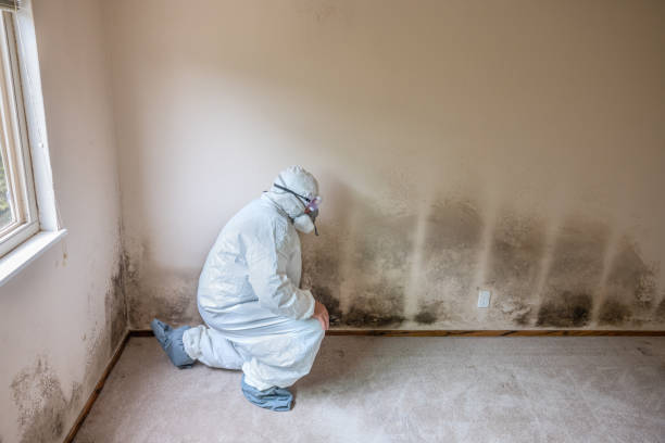 Dehumidification Services in Gregory, TX